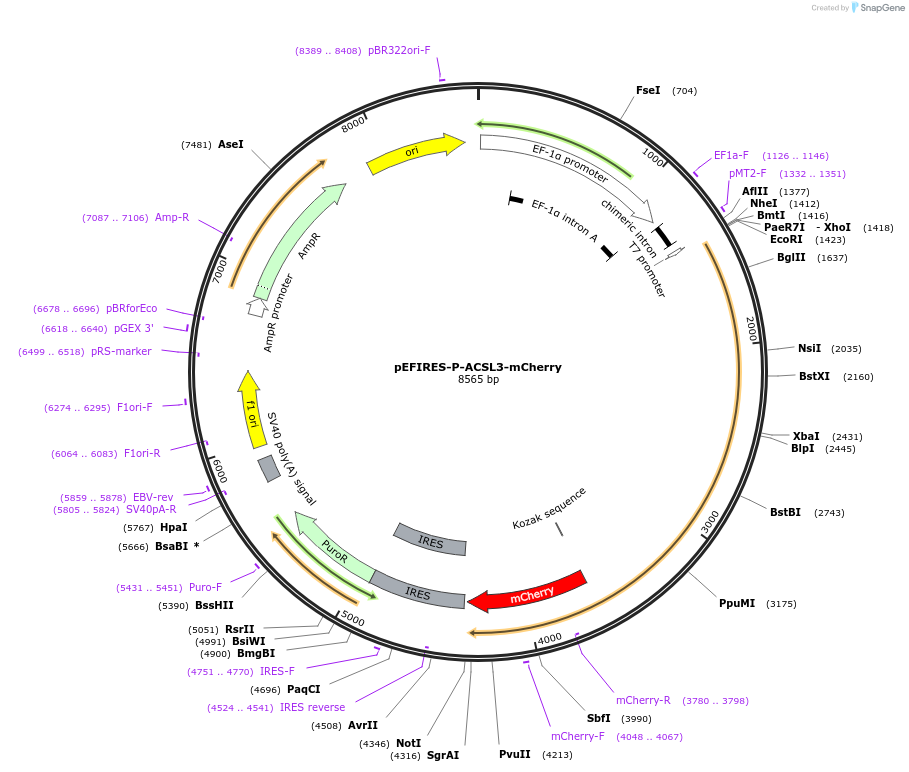 87158-plasmid-map-sequence-id-173554