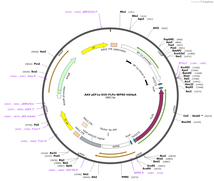 87306-plasmid-map-sequence-id-173565