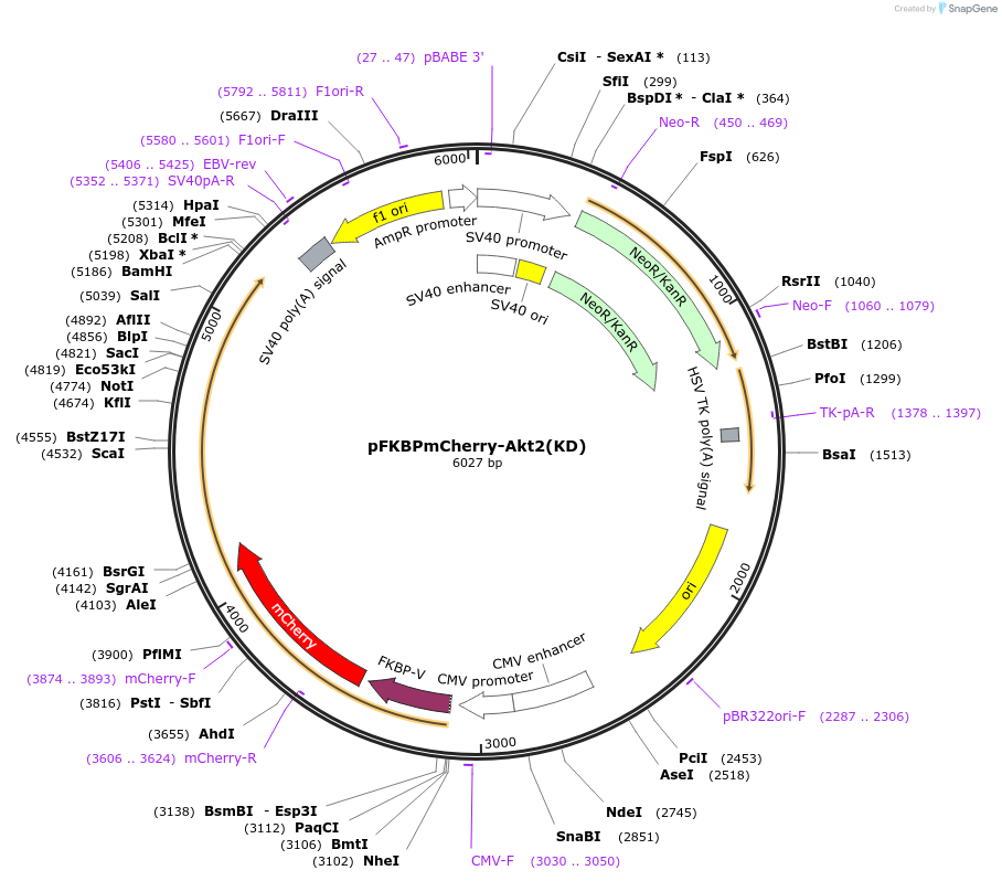 86598-plasmid-map-sequence-id-173566