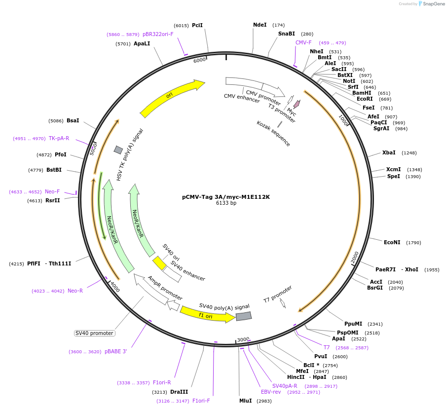 87715-plasmid-map-sequence-id-173567