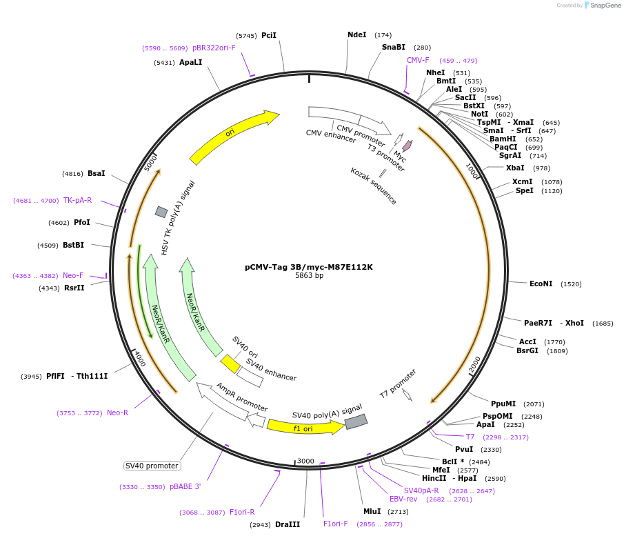 87720-plasmid-map-sequence-id-173577