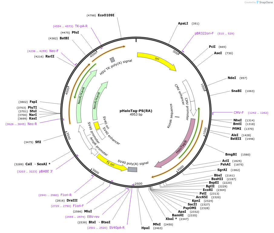 86627-plasmid-map-sequence-id-173581