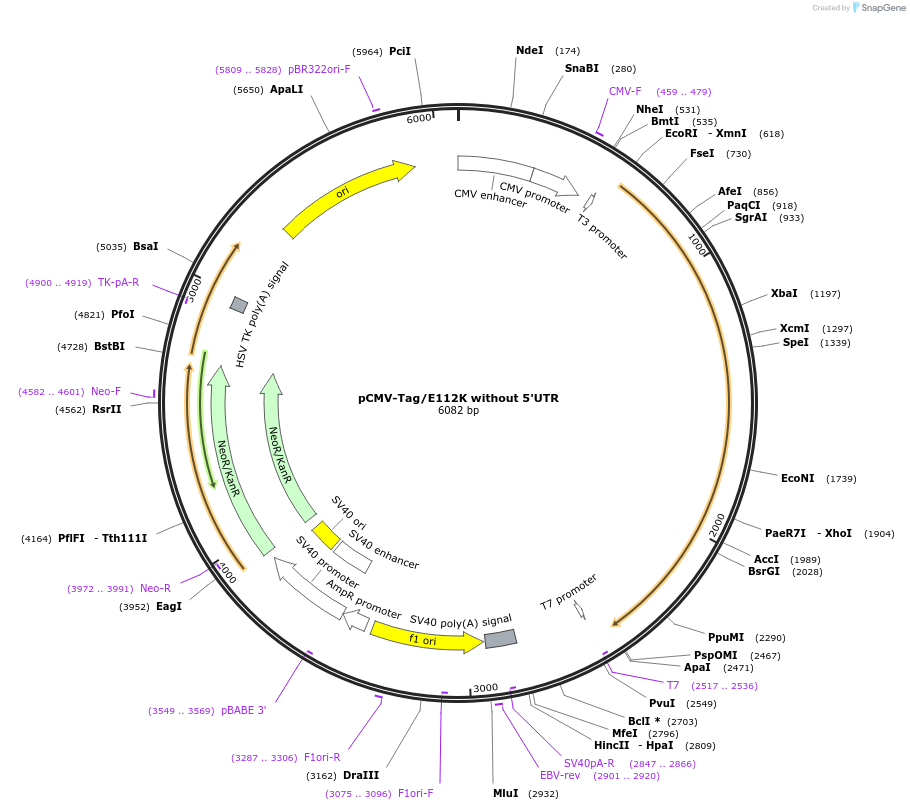 87724-plasmid-map-sequence-id-173592