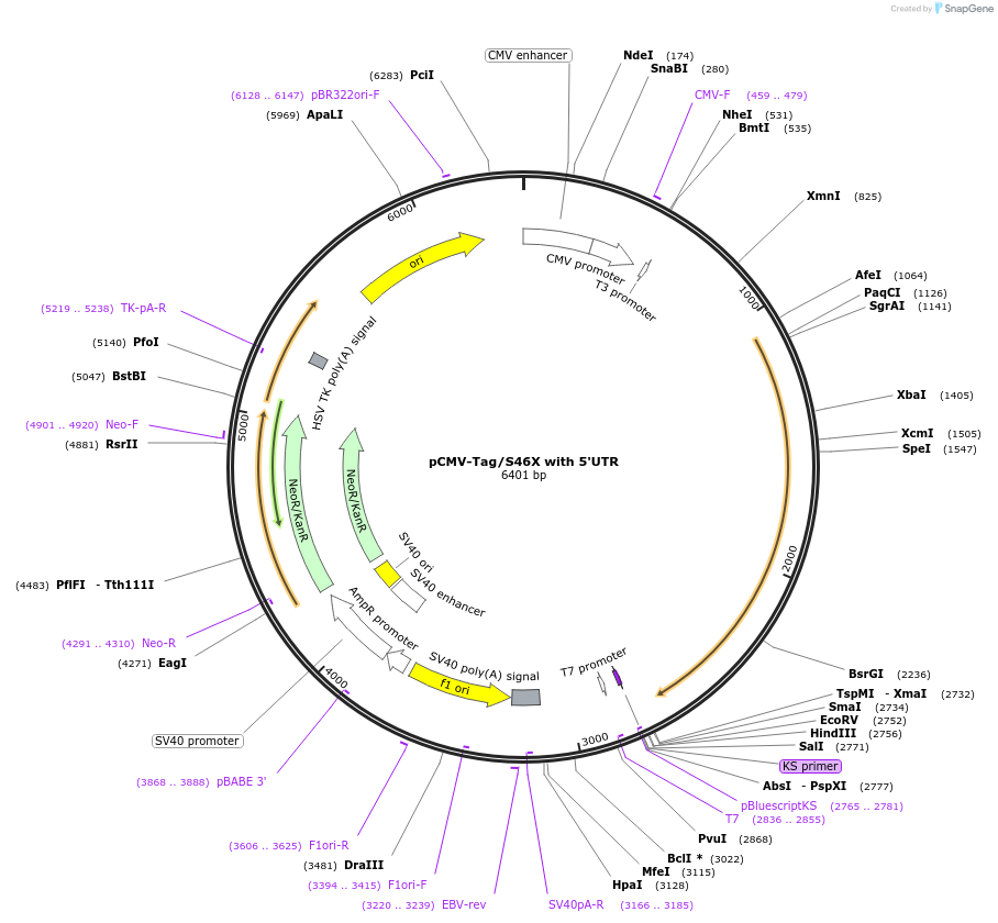87729-plasmid-map-sequence-id-173599