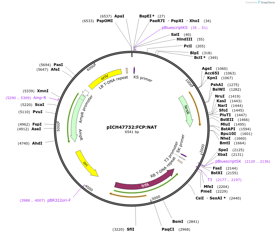 85984-plasmid-map-sequence-id-173608