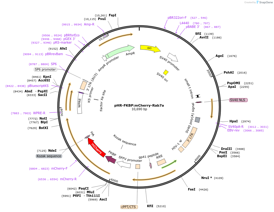 86638-plasmid-map-sequence-id-173611