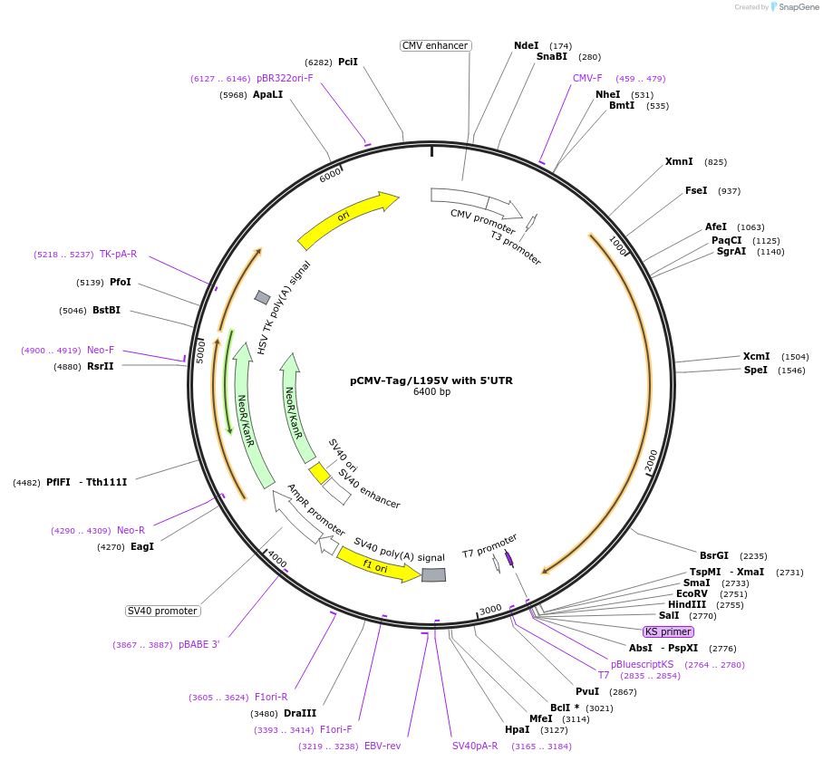 87725-plasmid-map-sequence-id-173634