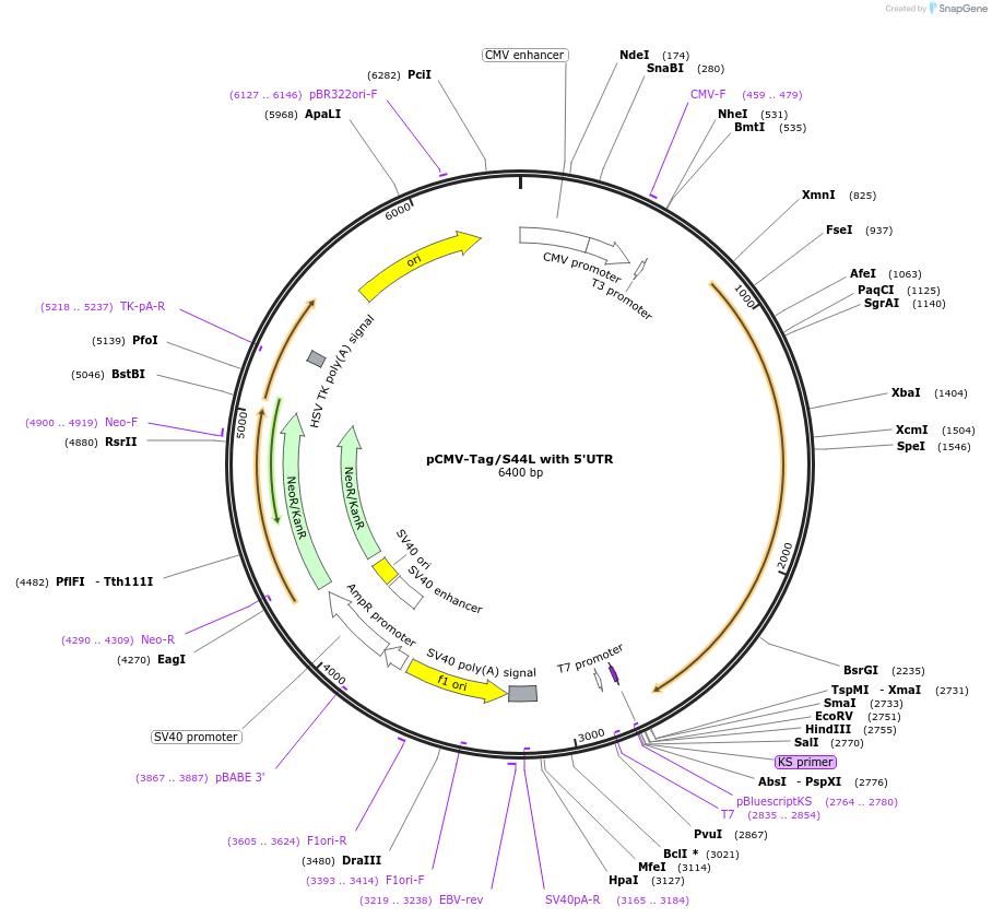 87727-plasmid-map-sequence-id-173637