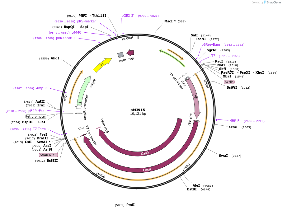 69090-plasmid-map-sequence-id-173668