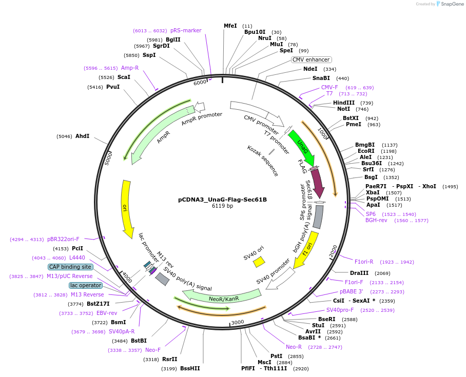 83413-plasmid-map-sequence-id-173679