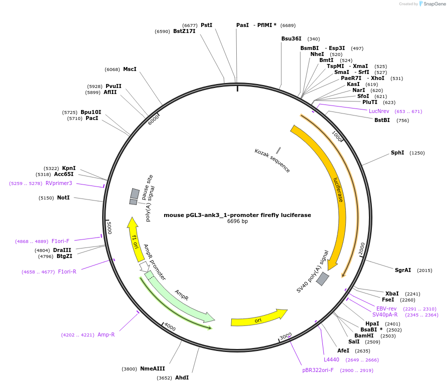 86436-plasmid-map-sequence-id-173707