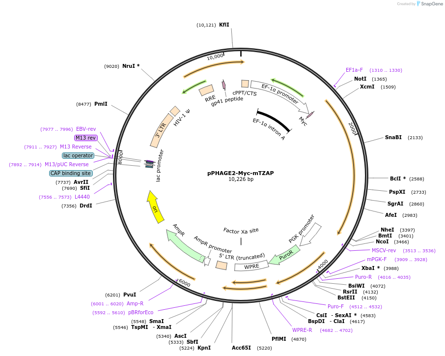 87188-plasmid-map-sequence-id-173804