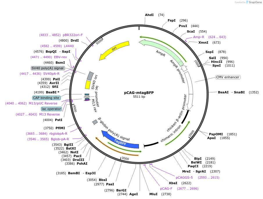 89685-plasmid-map-sequence-id-173807