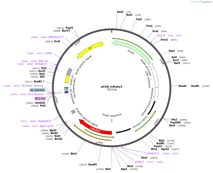 89686-plasmid-map-sequence-id-173808