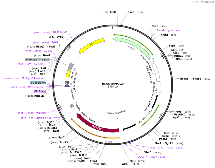 89687-plasmid-map-sequence-id-173809