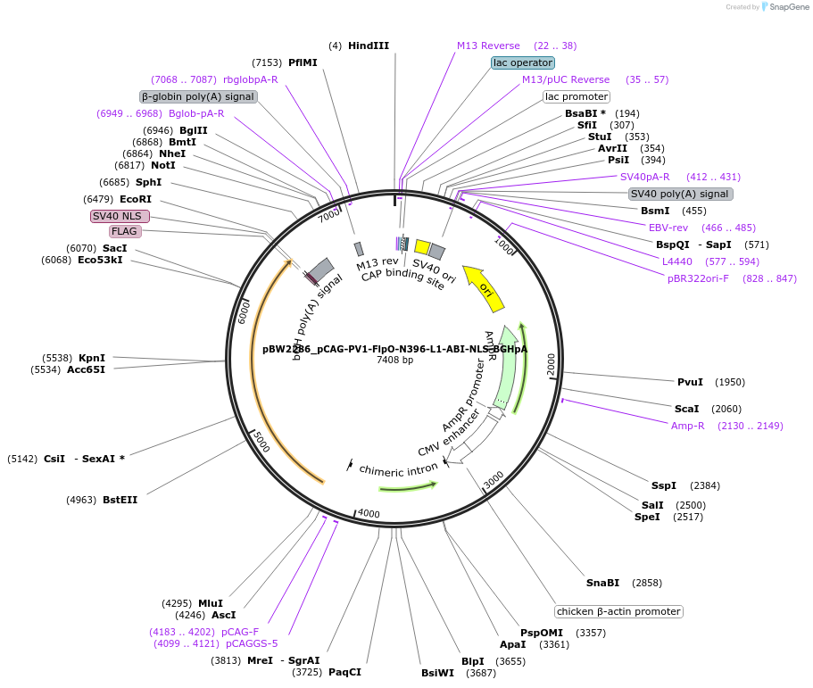 87559-plasmid-map-sequence-id-173812