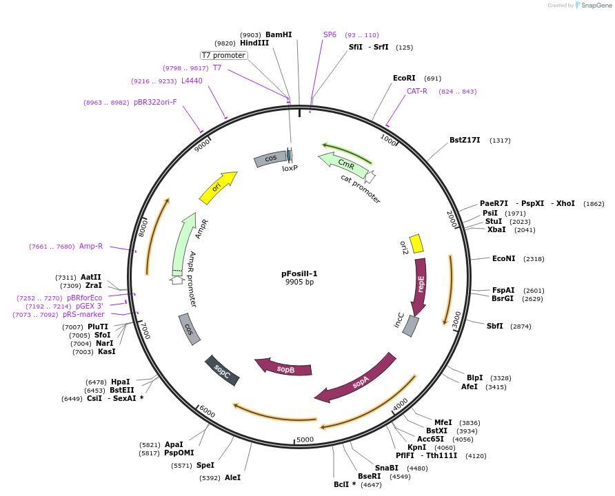 89695-plasmid-map-sequence-id-173837