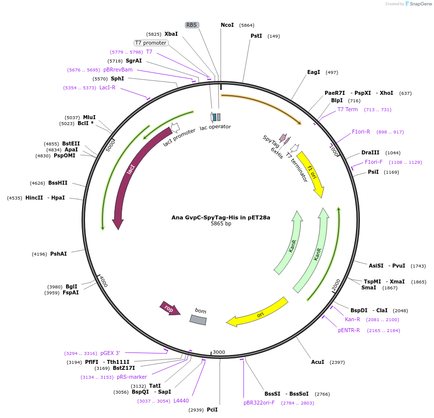 85737-plasmid-map-sequence-id-173841