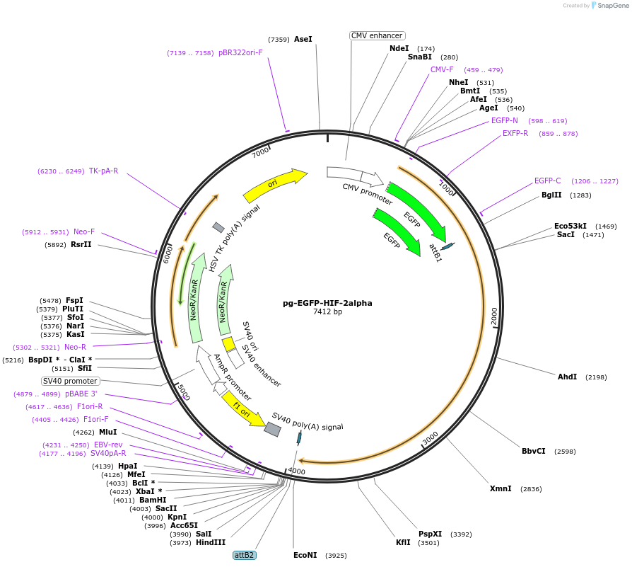 87207-plasmid-map-sequence-id-173848