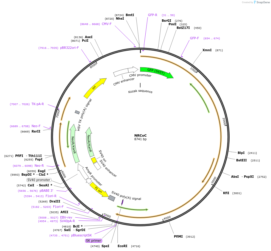74300-plasmid-map-sequence-id-173857