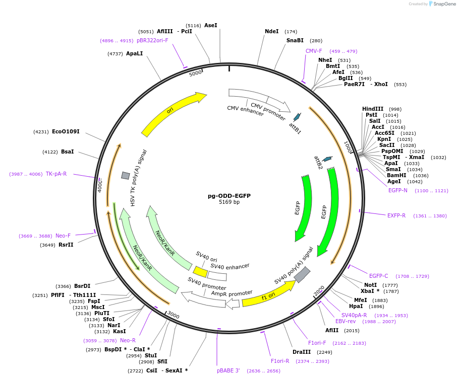 87211-plasmid-map-sequence-id-173858