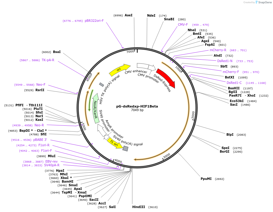 87213-plasmid-map-sequence-id-173861