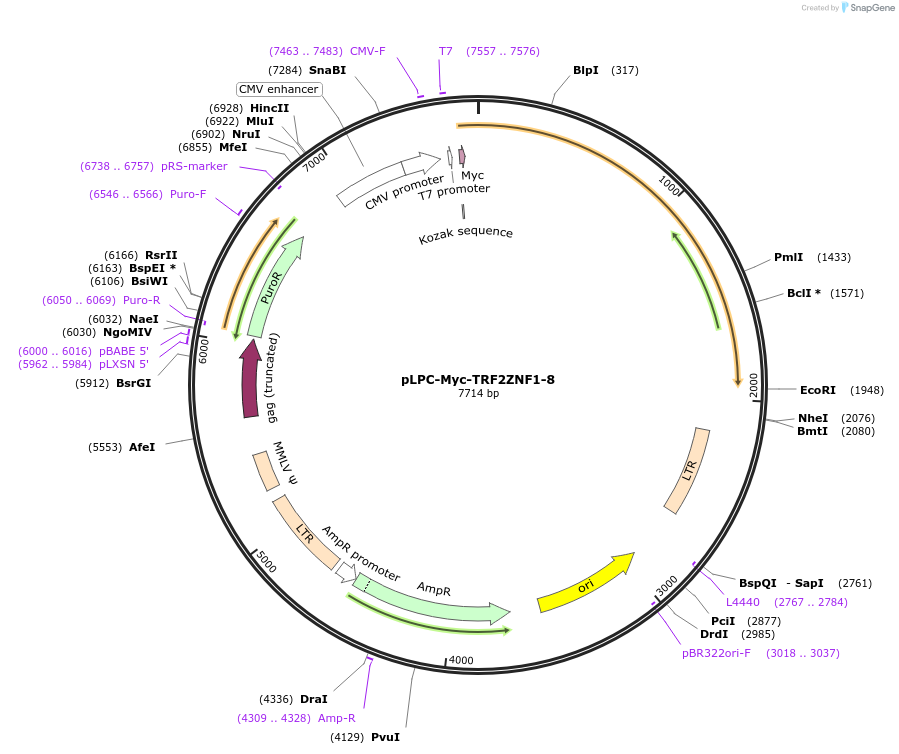 87179-plasmid-map-sequence-id-173871