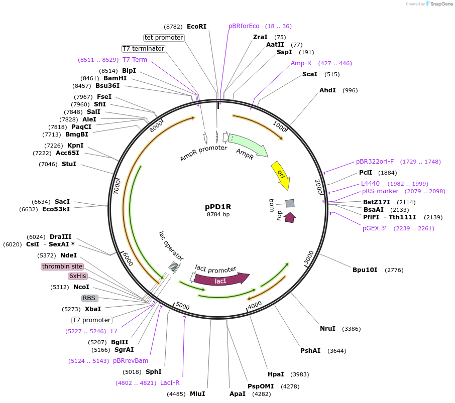 86969-plasmid-map-sequence-id-173876
