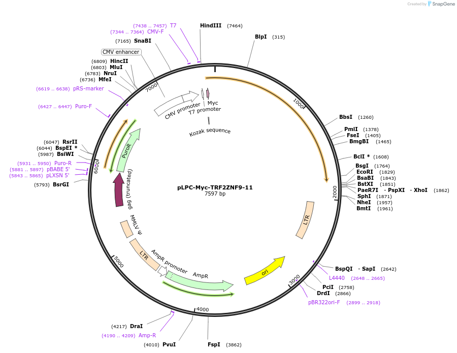87180-plasmid-map-sequence-id-173880