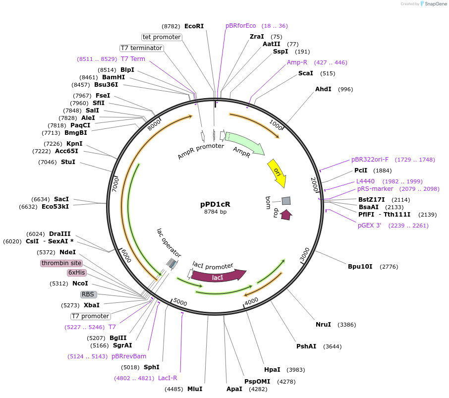 86970-plasmid-map-sequence-id-173927