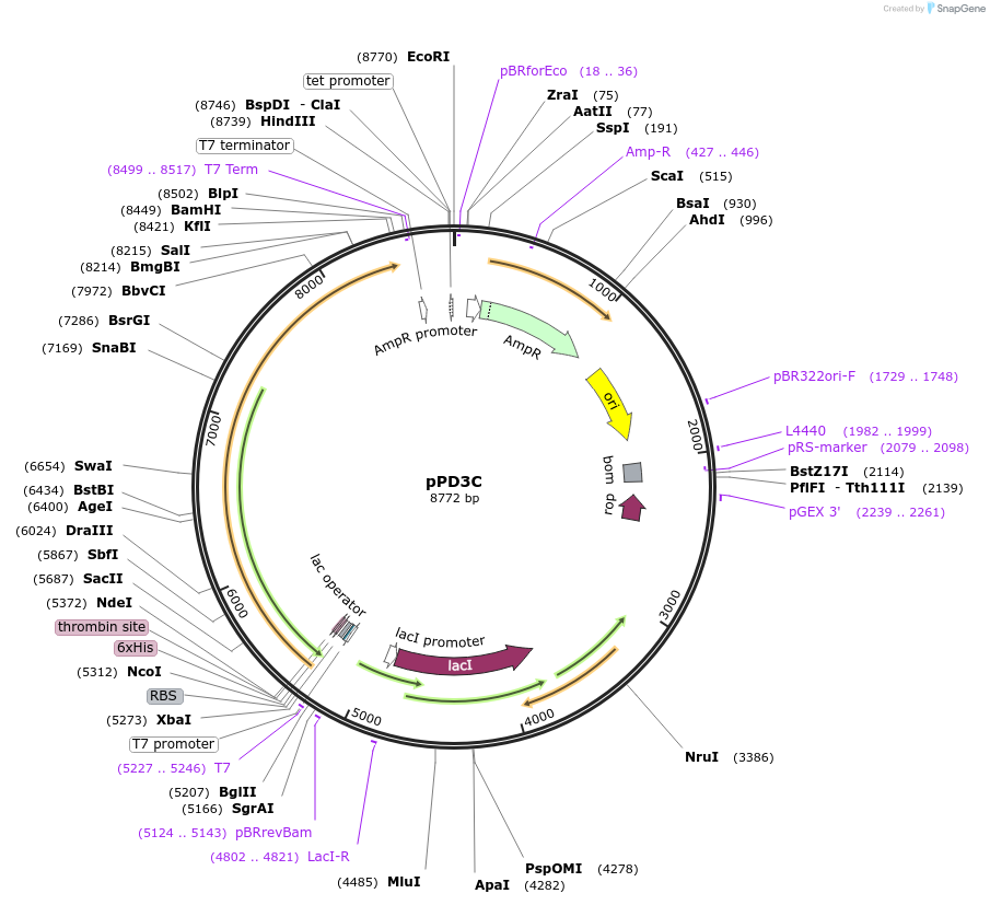 86971-plasmid-map-sequence-id-173928