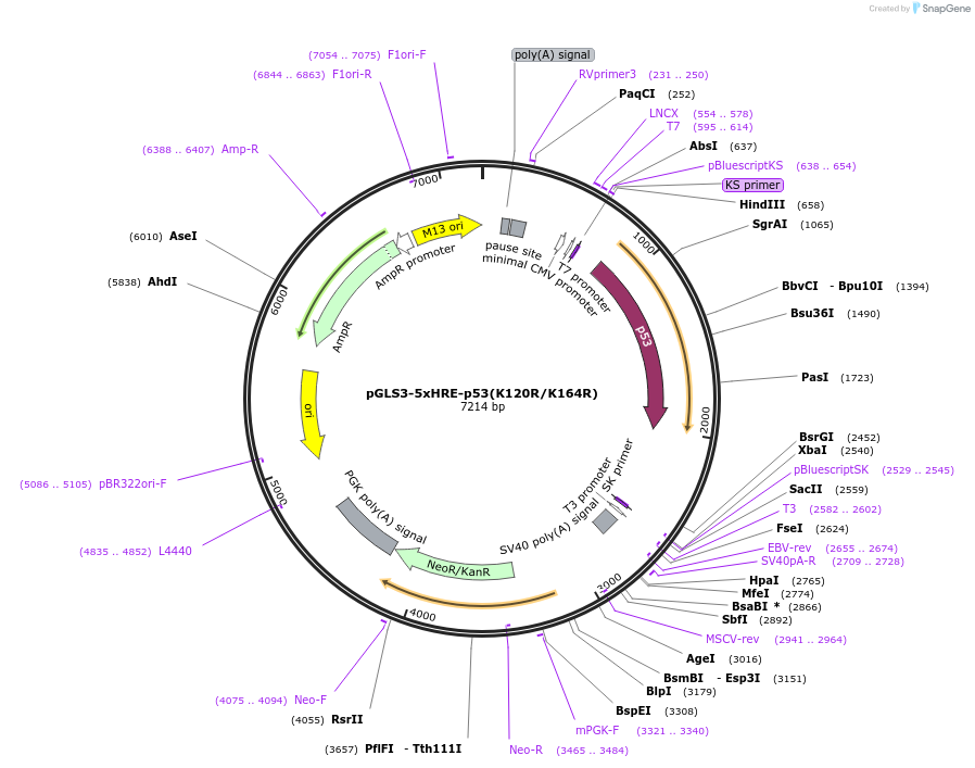 72556-plasmid-map-sequence-id-173934
