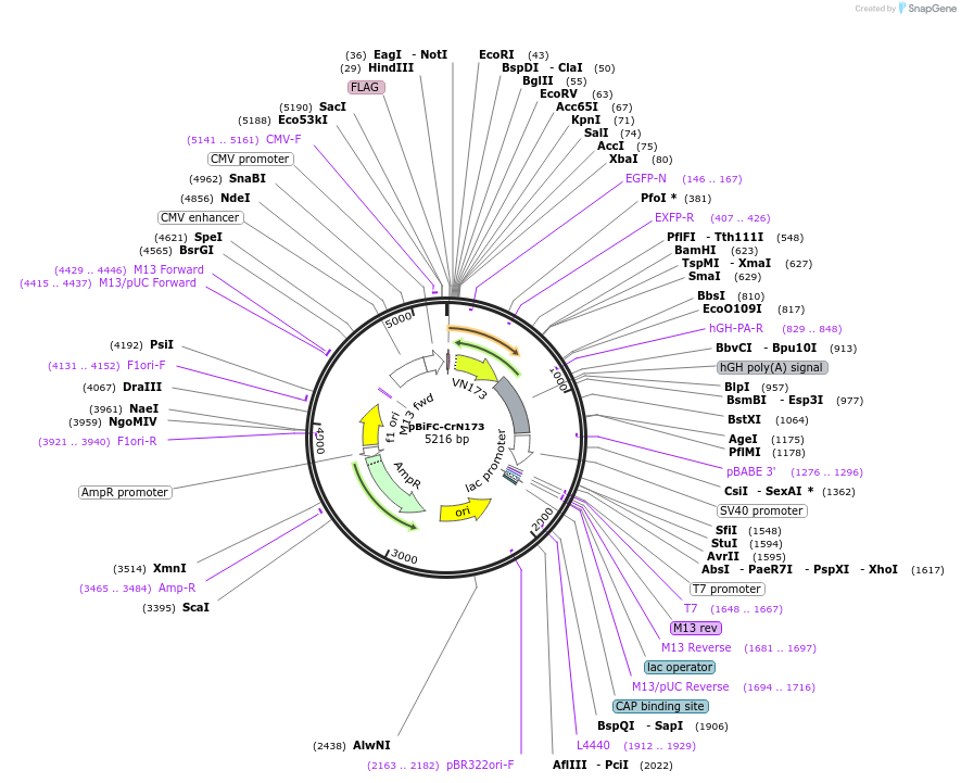 22016-plasmid-map-sequence-id-173936