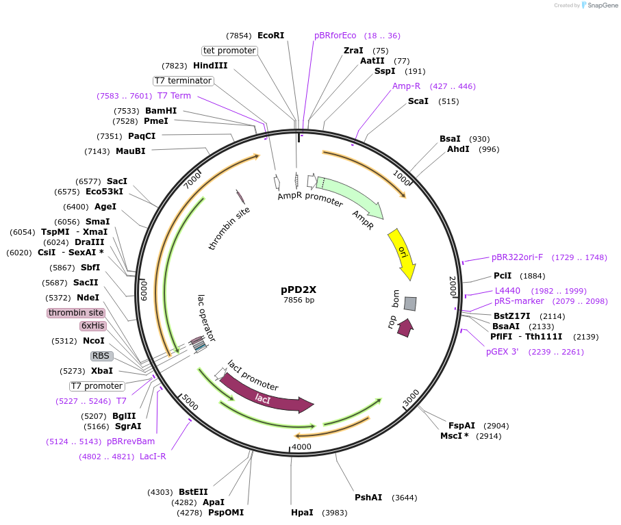 86967-plasmid-map-sequence-id-173938