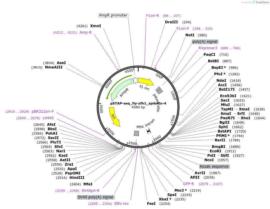 86390-plasmid-map-sequence-id-173960