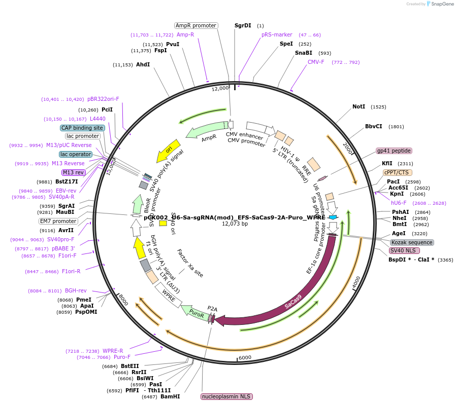 85452-plasmid-map-sequence-id-173969