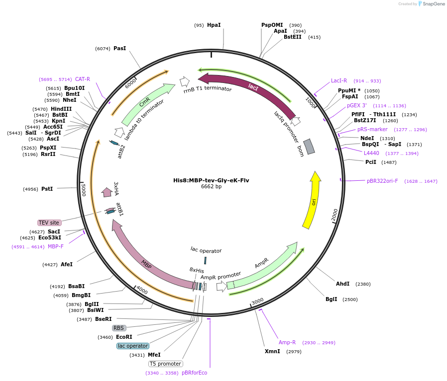 83383-plasmid-map-sequence-id-173970
