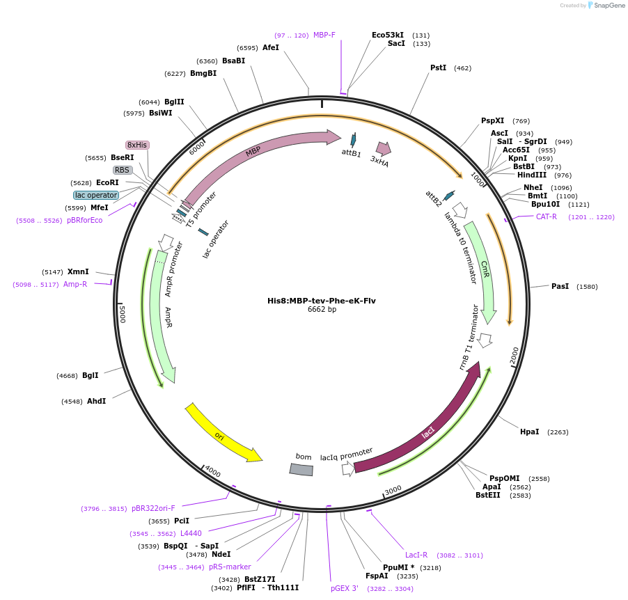 83384-plasmid-map-sequence-id-173972