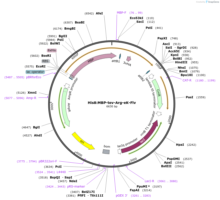 83385-plasmid-map-sequence-id-173975