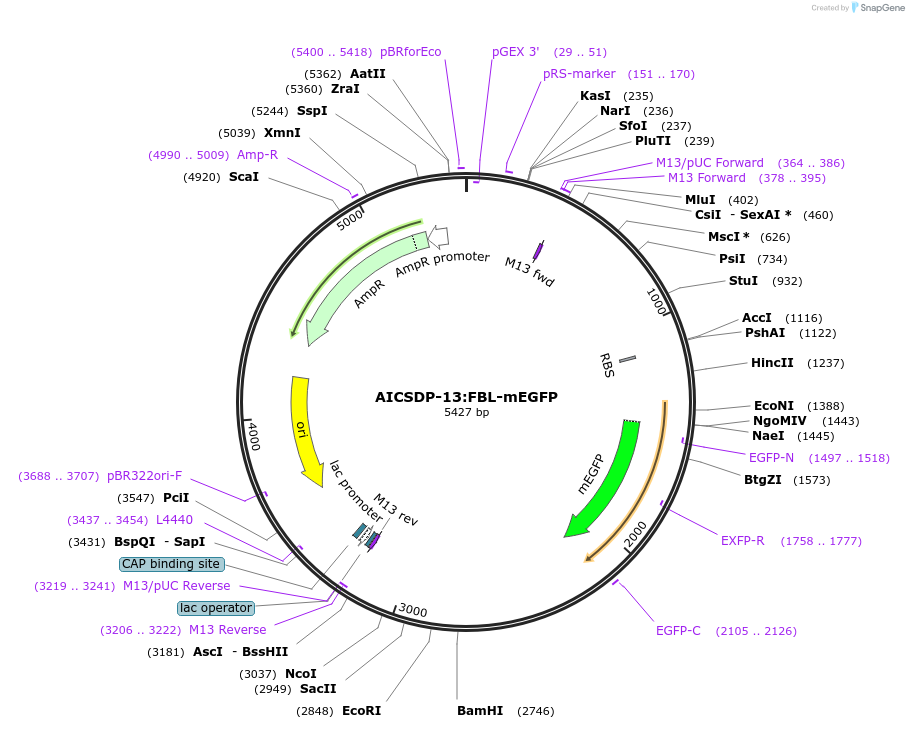 87427-plasmid-map-sequence-id-173980