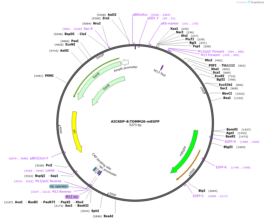 87423-plasmid-map-sequence-id-173982