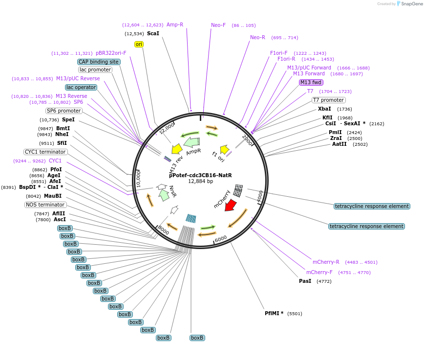 86465-plasmid-map-sequence-id-173986