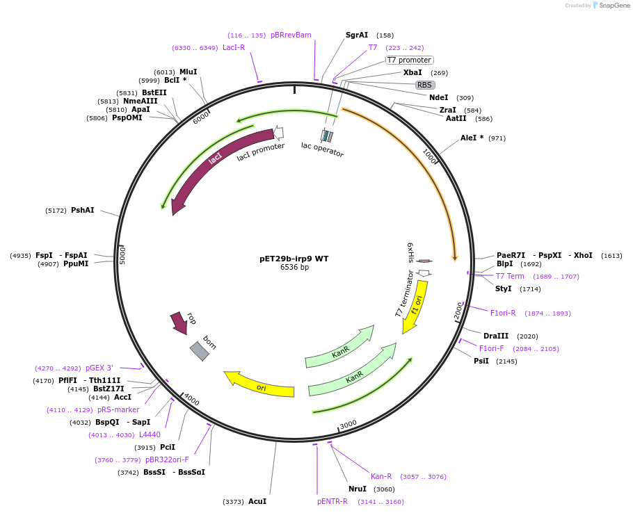 87105-plasmid-map-sequence-id-173996