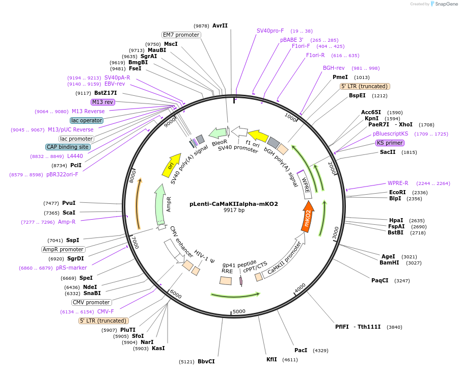 86156-plasmid-map-sequence-id-174002