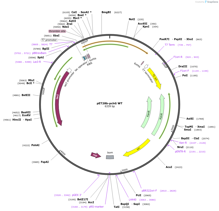 87107-plasmid-map-sequence-id-174003