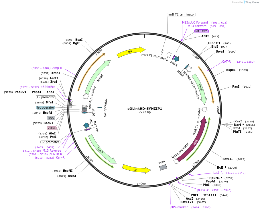 80647-plasmid-map-sequence-id-174011