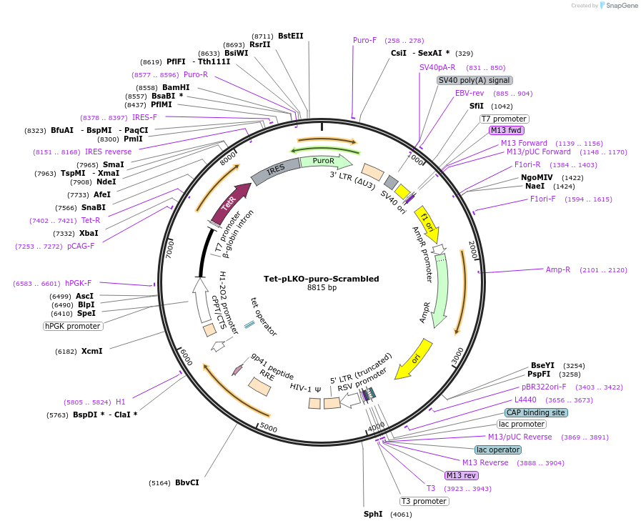 47541-plasmid-map-sequence-id-174017