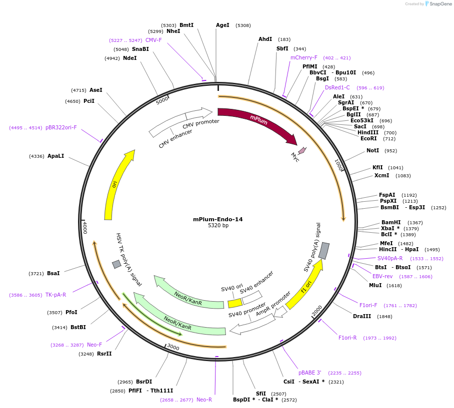 55965-plasmid-map-sequence-id-174028