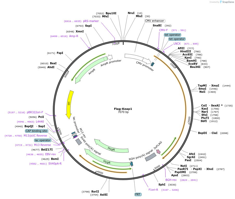 28023-plasmid-map-sequence-id-174035