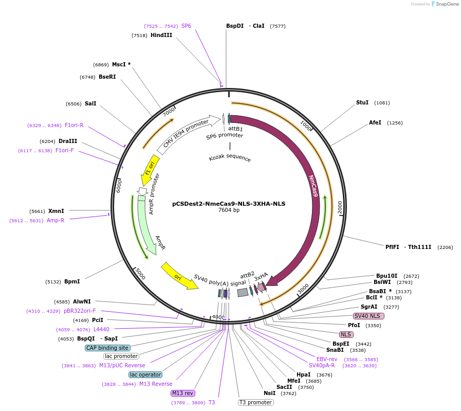 87448-plasmid-map-sequence-id-174053